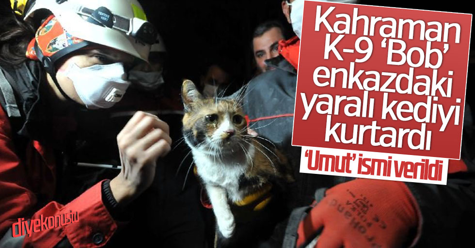 Kahraman K-9 arama köpeği: Enkazdaki yaralı kediyi buldu