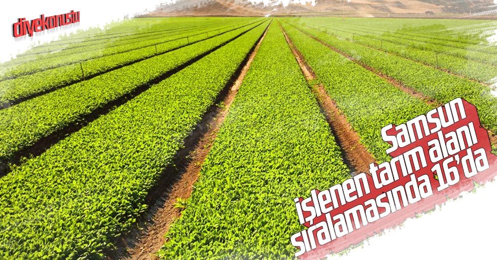 Samsun işlenen tarım alanı sıralamasında 16’da