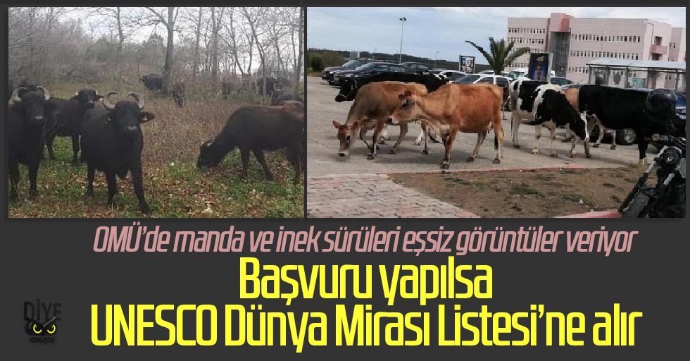OMÜ’de tam ‘UNESCO’luk görüntüler!
