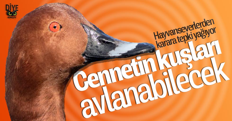 Cennetin kuşlarının avlanmasına çıkan izne tepki yağıyor