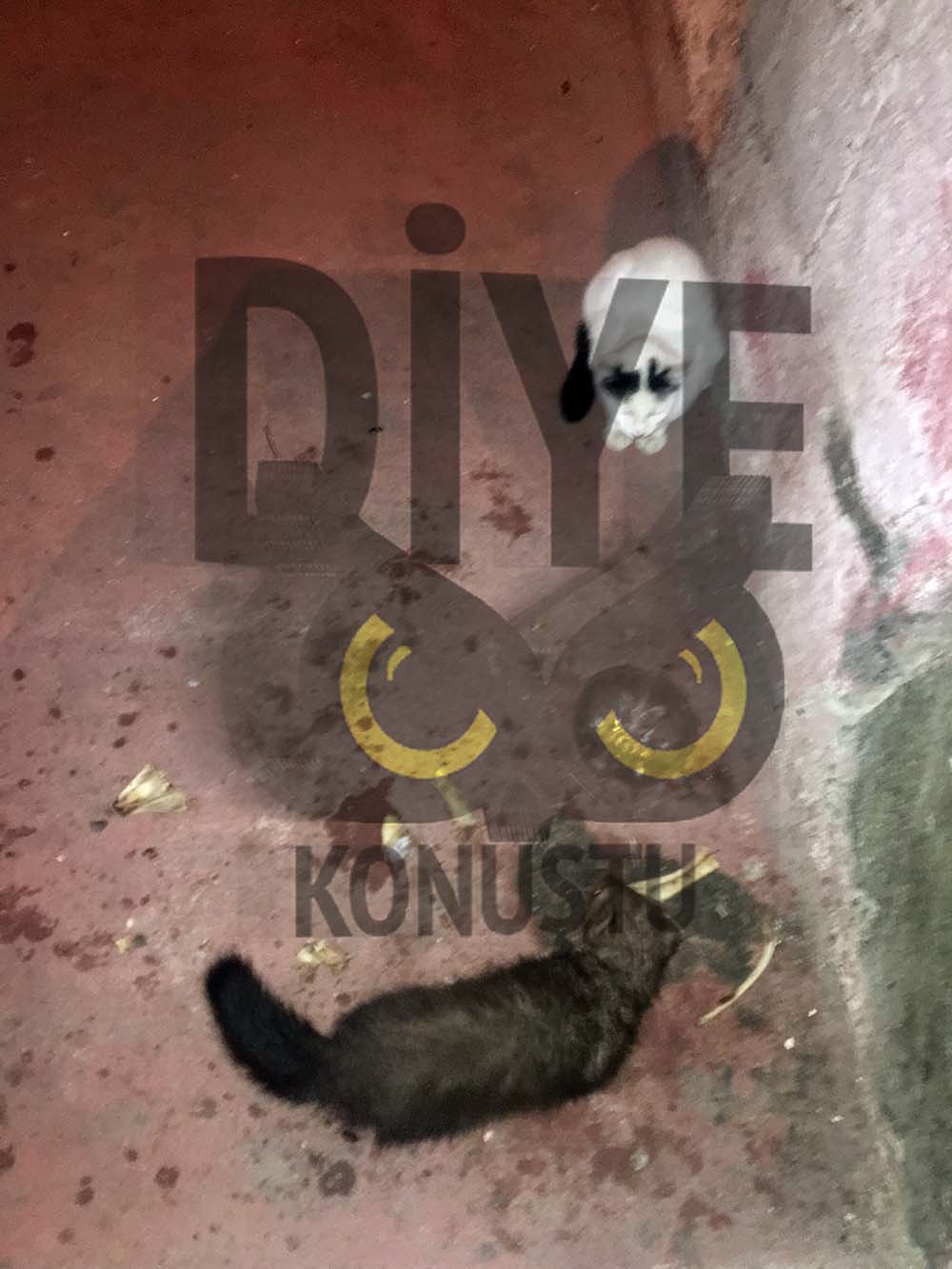 Yemeklerini yırtıcı hayvanla paylaşıyorlar