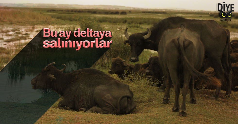 Mandalar deltaya bu ay salınıyor