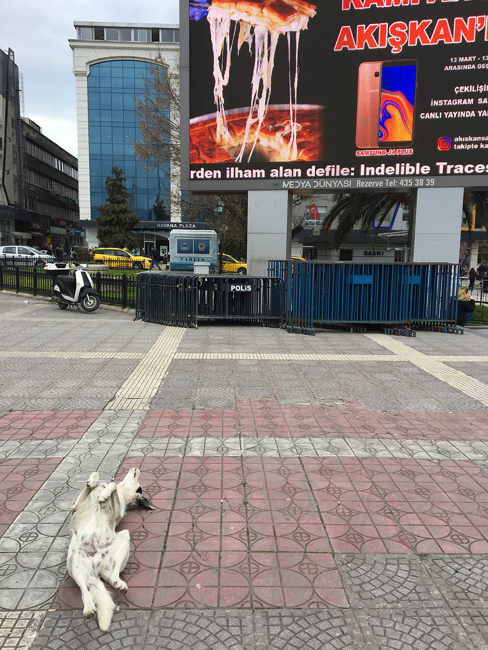 Sevimli köpek reklamları böyle seyretti