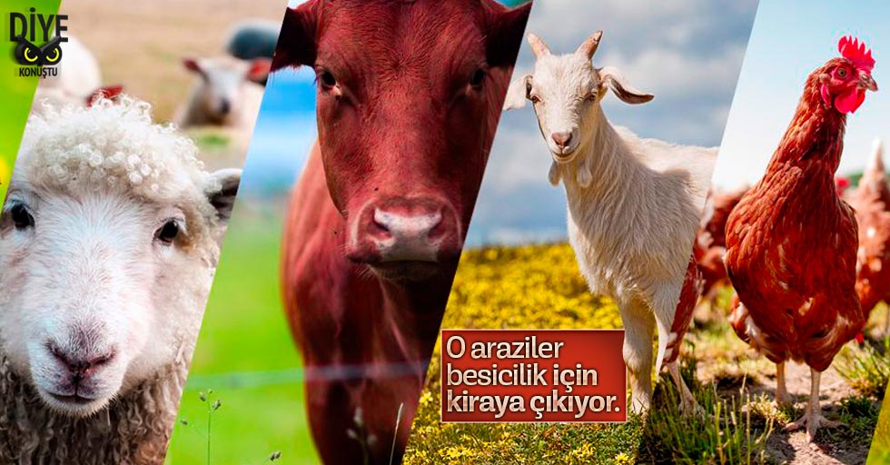 Milli Emlak, besicilik için 3 ilçede ihaleye çıkıyor