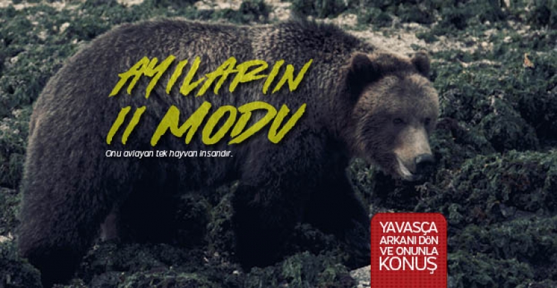 Ayıların bilinmeyen 11 modu