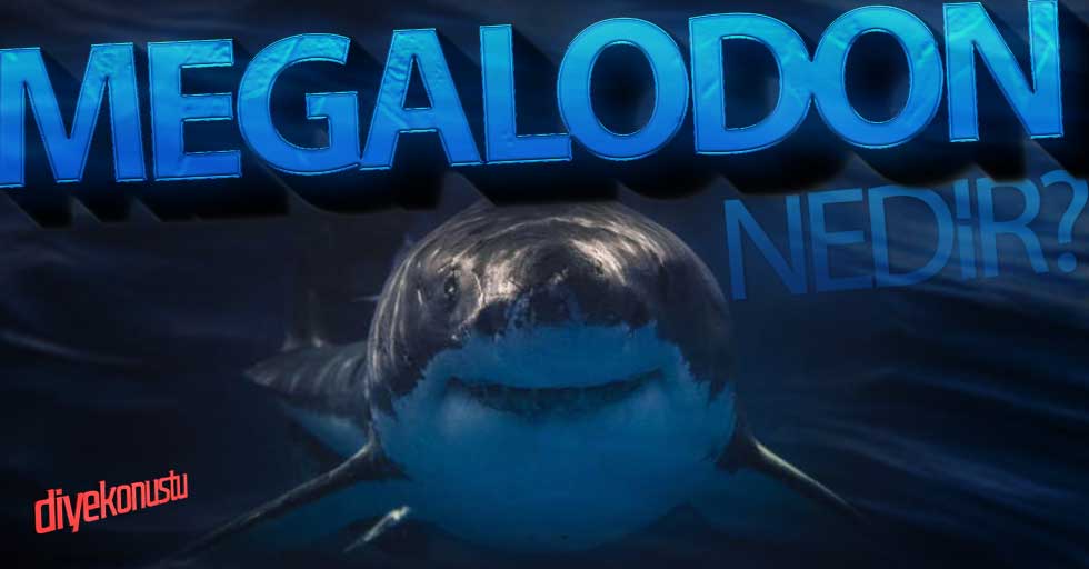 İşte okyanusun en büyük sırrı: Megalodon