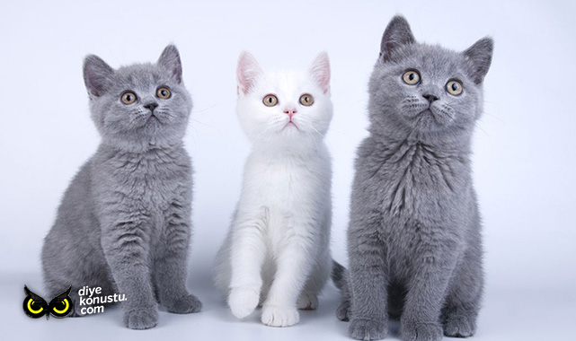 Yavru Kedi Sahiplenme İlanları: En Popüler Seçenekler
