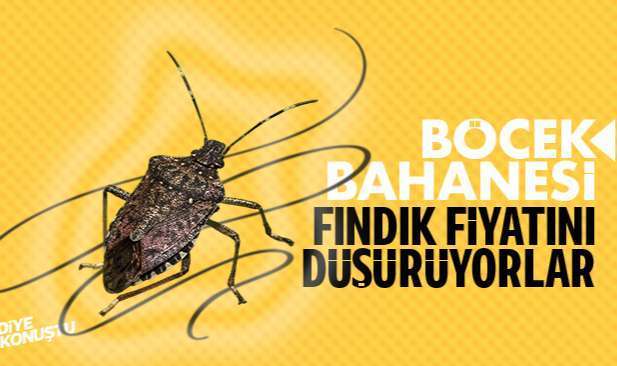 Fındıkta böcek bahanesi… Tüccar fiyatı düşürüyor….
