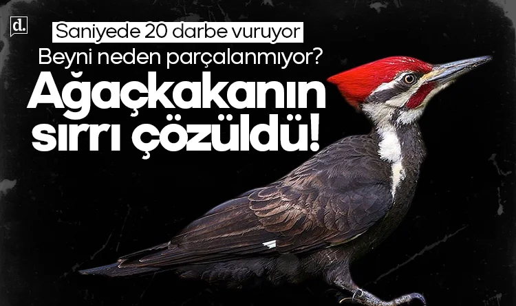 Ağaçkakanın sırrı çözüldü: Saniyede 20 darbe vuruyor, beyni parçalanmıyor?
