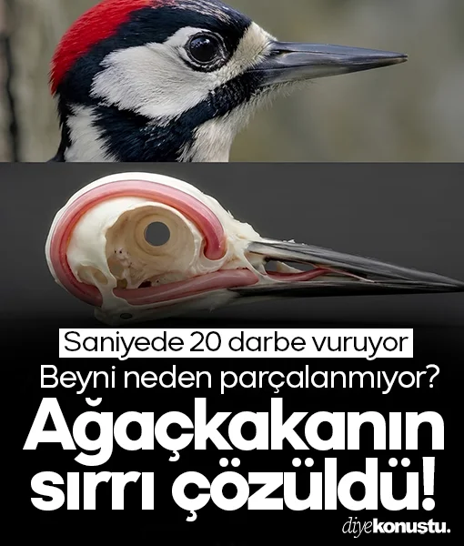 Ağaçkakanın sırrı çözüldü: Saniyede 20 darbe vuruyor, beyni parçalanmıyor?