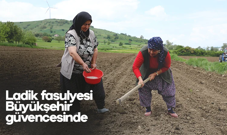 Ladik fasulyesi Büyükşehir güvencesinde