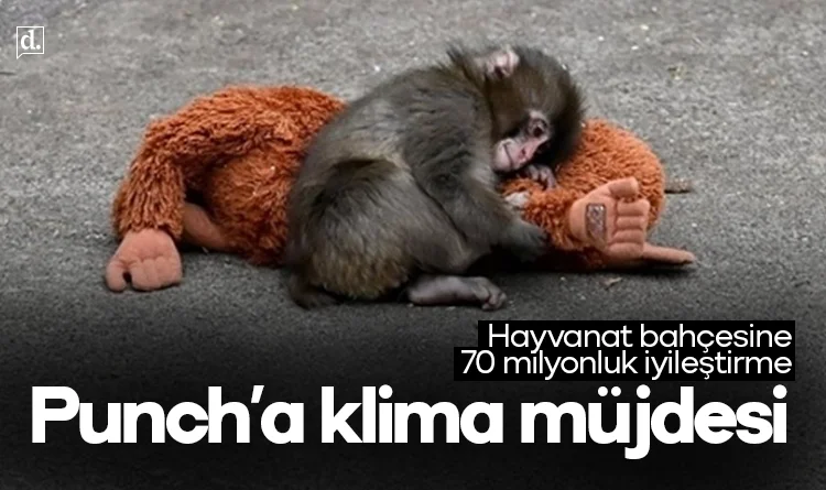 Maymun Punch'a klima müjdesi: Hayvanat bahçesine 70 milyonluk iyileştirme