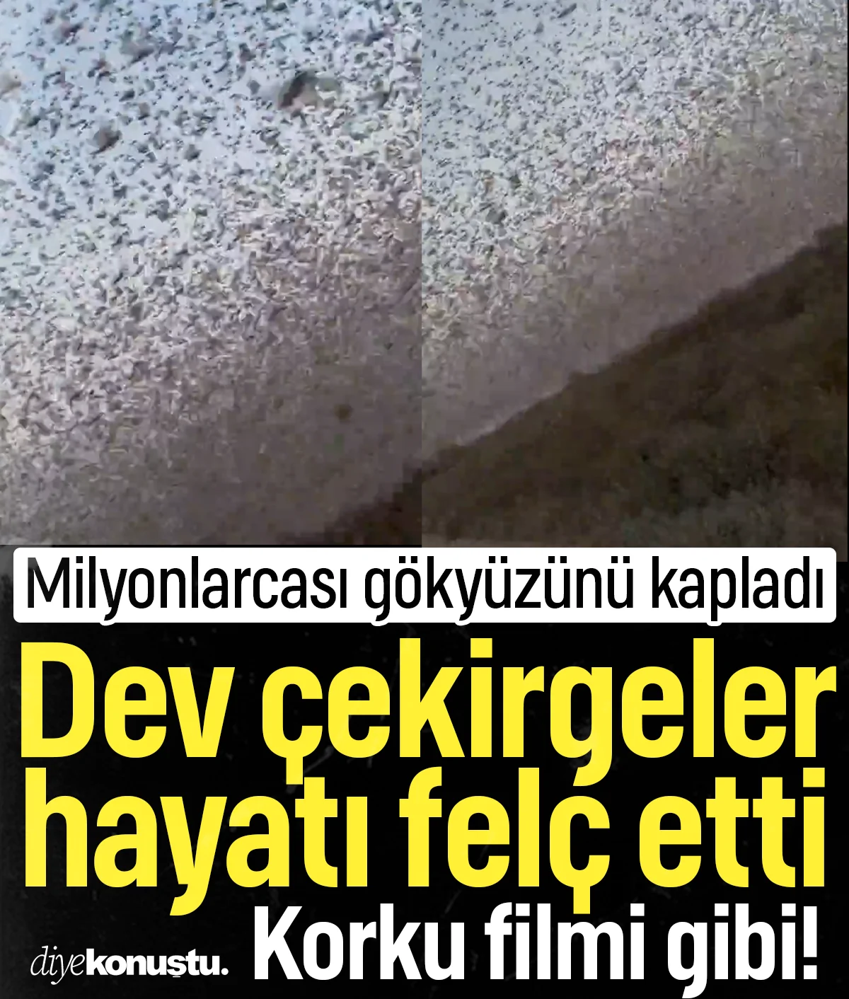 Korku filmi gibi! Milyonlarcası gökyüzünü kapladı: Dev çekirge sürüsü hayatı felç etti