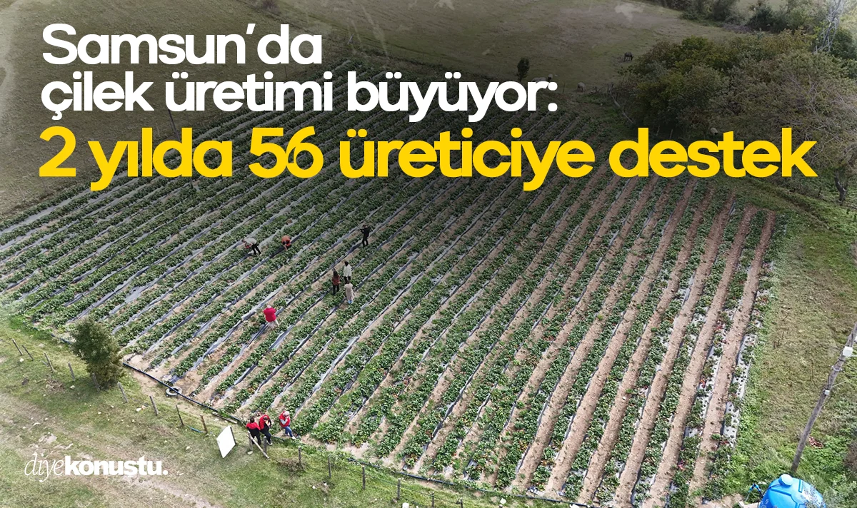 Samsun’da çilek üretimi büyüyor: 2 yılda 56 üreticiye destek