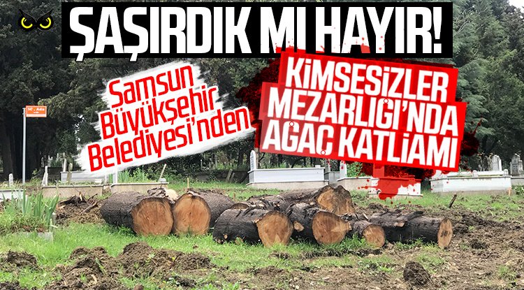 AK Partili Samsun Büyükşehir Belediyesi’nden Kimsesizler Mezarlığı’nda ağaç katliamı