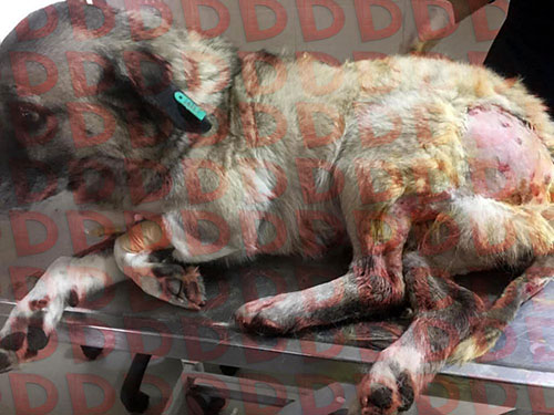 Cani öğretmenden mahkemede şok ifadeler: Ben yapsam ne olacak?