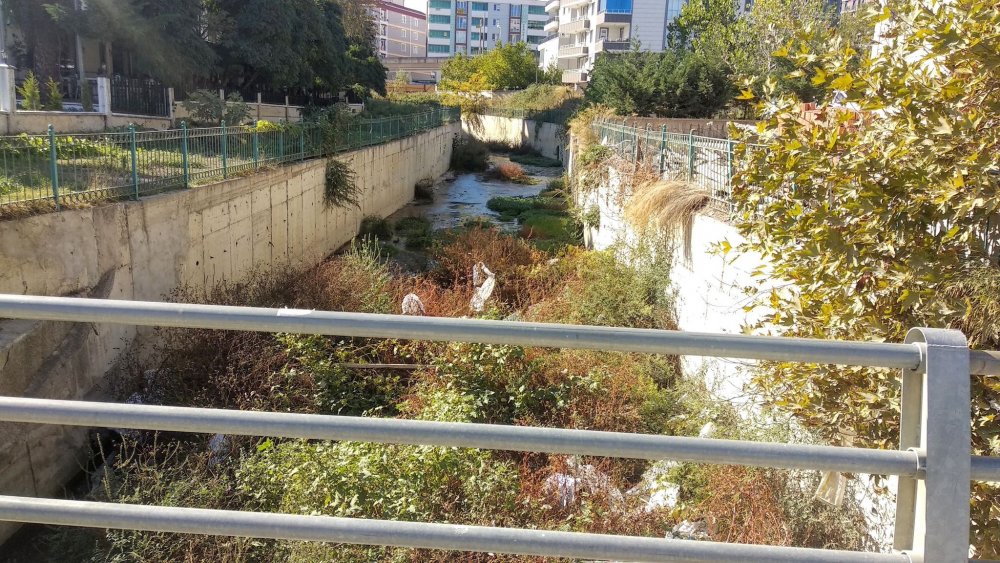 Samsun’da dere isyanı!