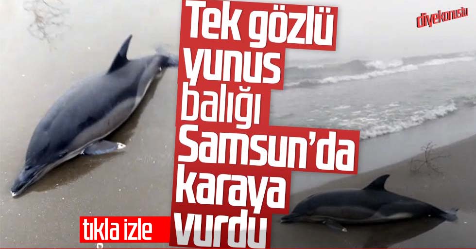 Samsun’da sahile tek gözlü yunus vurdu