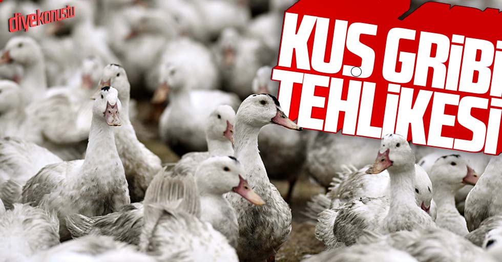 Kuş gribi salgını başladı!