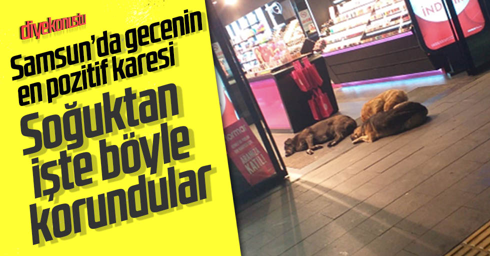 Köpekler soğuktan böyle korundu