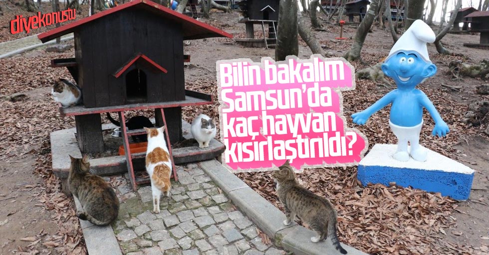 Samsun’da hayvanlar kısırlaştırılıyor