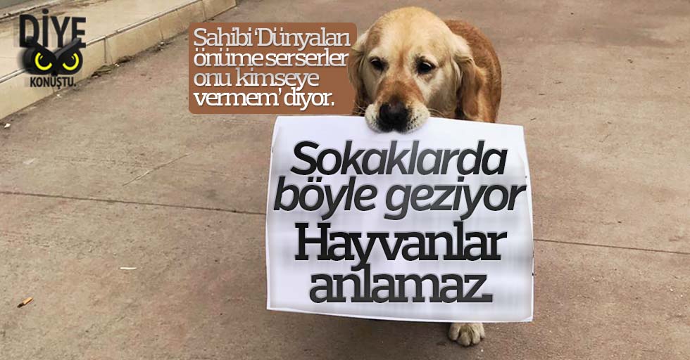 Samsun’da köpeği Mişha ile hayvana şiddete tepki gösterdi