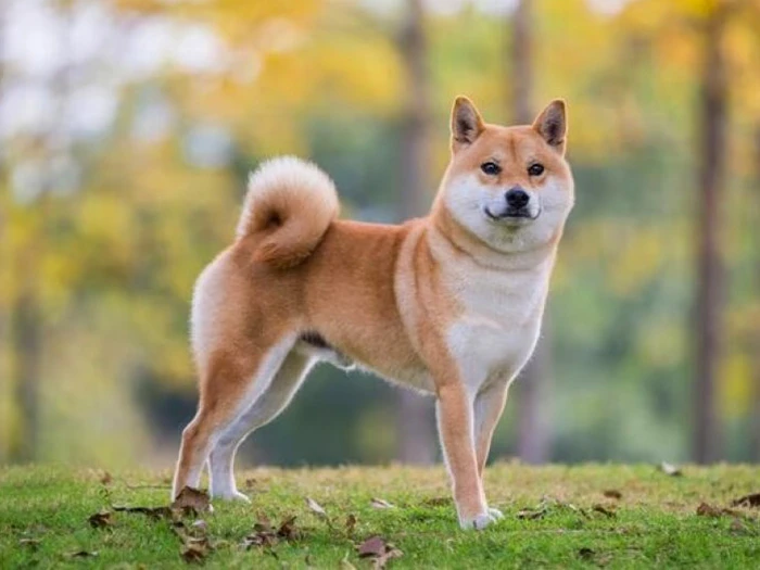 Shiba Inu nedir? Shiba Inu köpeğinin özellikleri nelerdir?