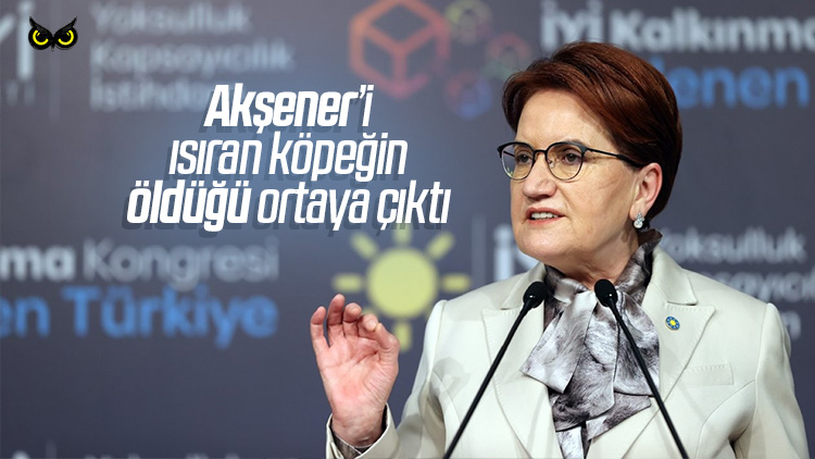 Meral Akşener’i ısıran köpeğin öldüğü ortaya çıktı