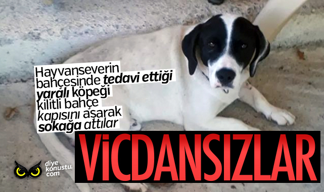 Samsun’da vicdansızlık: Yaralı köpeği ‘ağlıyor’ diye sokağa attılar