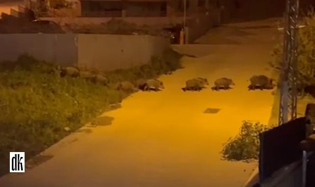 Kış şartları onları da vurdu! Domuzlar Samsun Atakum’un merkezine indi