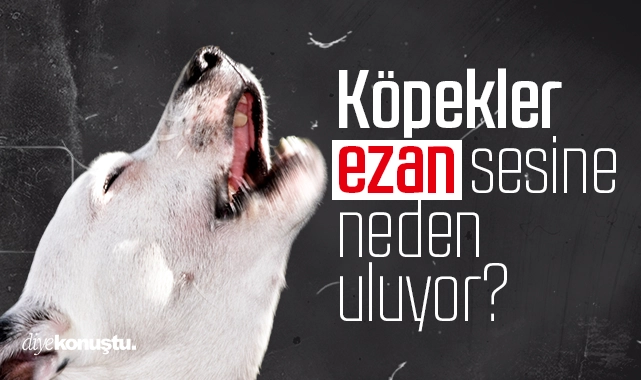 Köpekler ezan sesine neden havlıyor?