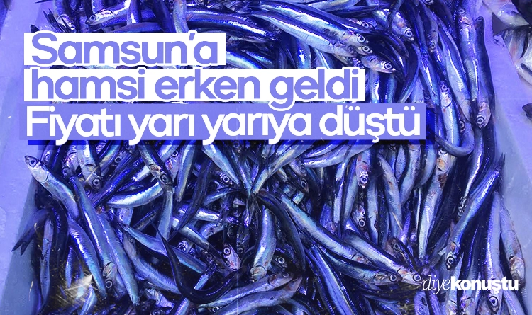 Samsun’a hamsi erken geldi, fiyatı yarı yarıya düştü