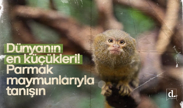 Bir çubuk tereyağı kadar! İşte dünyanın en küçük primatları