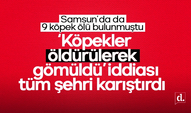 Samsun’da da 9 köpek ölü bulunmuştu! ‘Köpekler öldürülerek, gömüldü’ iddiası bir şehri daha karıştırdı