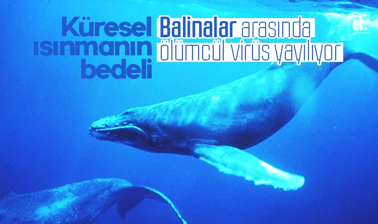 Küresel ısınmanın bedeli: Arktik’te balinalar arasında ölümcül virüs yayılıyor